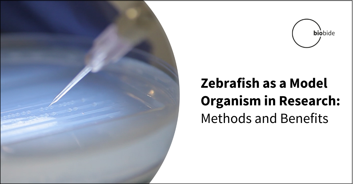 Zebrafish as a Model Organism in Research Methods and Benefits